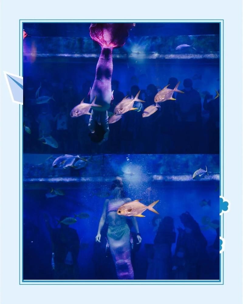 威海水族店：**《威海水族店：海洋世界的微型窗口》