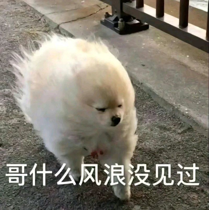 金貓魚是什么魚：金貓魚的種類及種類介紹