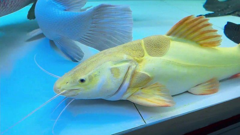 金貓魚是什么魚：金貓魚的種類及種類介紹