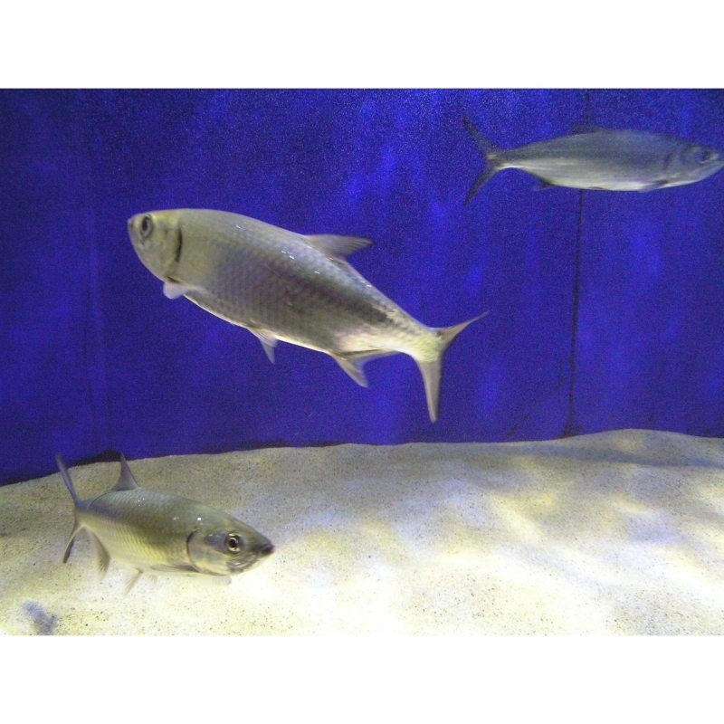 海鰱魚百科:海鰱魚海鰱魚的分布于中國和日本陵水沿岸海鰱魚 龍魚論壇 第5張 海鰱魚百科:海鰱魚海鰱魚的分布于中國和日本陵水沿岸海鰱魚 海鰱魚百科:海鰱魚海鰱魚的分布于中國和日本陵水沿岸海鰱魚 龍魚論壇 第5張