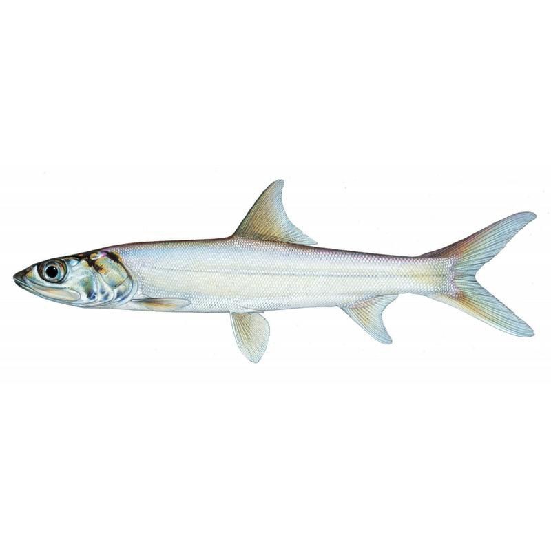 海鰱魚百科:海鰱魚海鰱魚的分布于中國和日本陵水沿岸海鰱魚 龍魚論壇 第1張 海鰱魚百科:海鰱魚海鰱魚的分布于中國和日本陵水沿岸海鰱魚 海鰱魚百科:海鰱魚海鰱魚的分布于中國和日本陵水沿岸海鰱魚 龍魚論壇 第1張