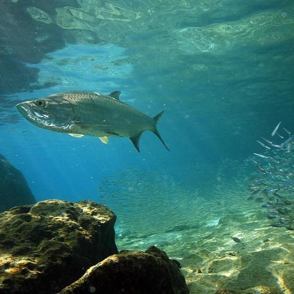 海鰱魚百科:海鰱魚海鰱魚的分布于中國和日本陵水沿岸海鰱魚 龍魚論壇 第7張 海鰱魚百科:海鰱魚海鰱魚的分布于中國和日本陵水沿岸海鰱魚 海鰱魚百科:海鰱魚海鰱魚的分布于中國和日本陵水沿岸海鰱魚 龍魚論壇 第7張