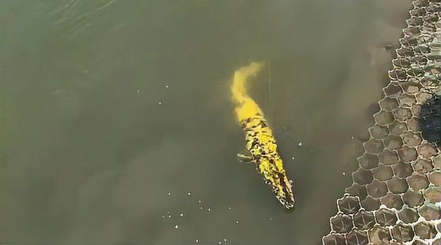 皇家火箭魚多少錢一斤：“皇家火箭魚”是什么品種？