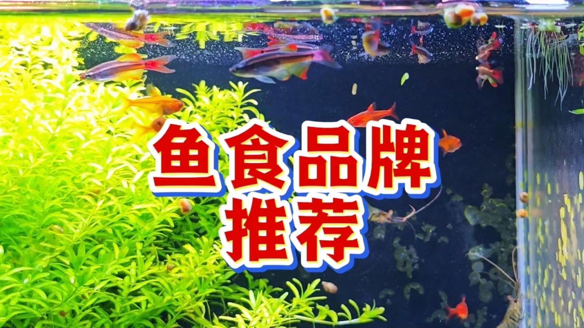 金魚吃什么飼料最好：小金魚吃什么飼料最合適