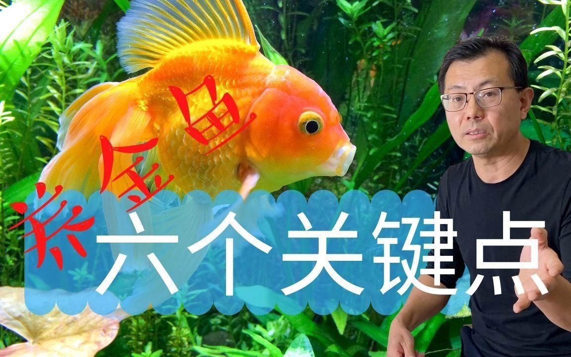 金魚吃什么飼料最好：小金魚吃什么飼料最合適