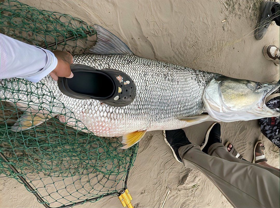海鰱和鳡魚的區別：如何區分海鰱和鳡魚？
