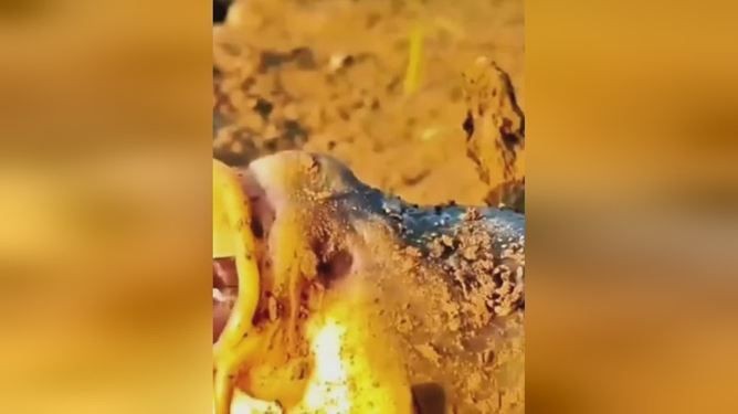 海鰱和鳡魚的區別：如何區分海鰱和鳡魚？