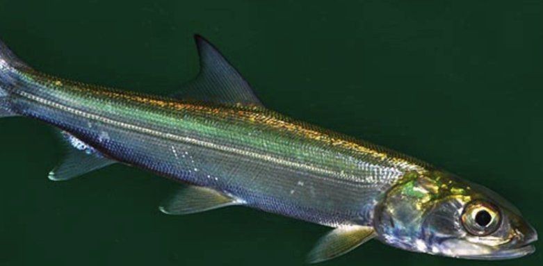 海鰱和鳡魚的區別：如何區分海鰱和鳡魚？