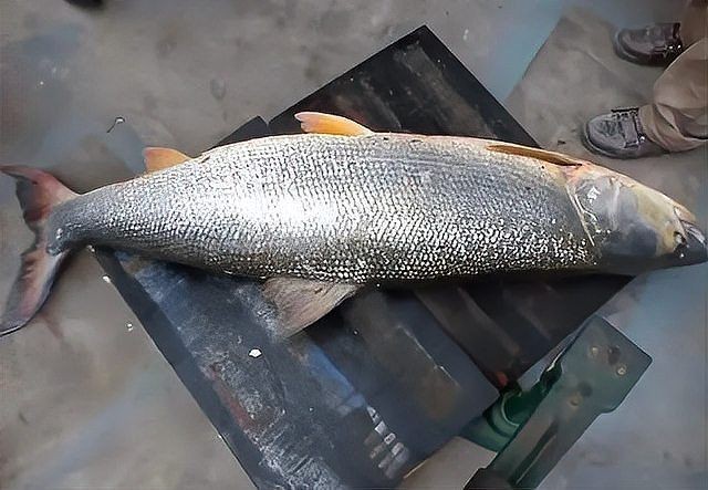 海鰱和鳡魚的區別：如何區分海鰱和鳡魚？