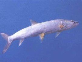 海鰱和鳡魚的區別：如何區分海鰱和鳡魚？