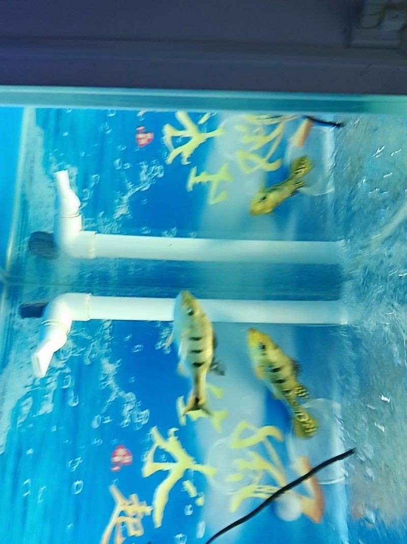 金老虎皇冠三間魚是哪部劇的：如何飼養金老虎皇冠三間魚