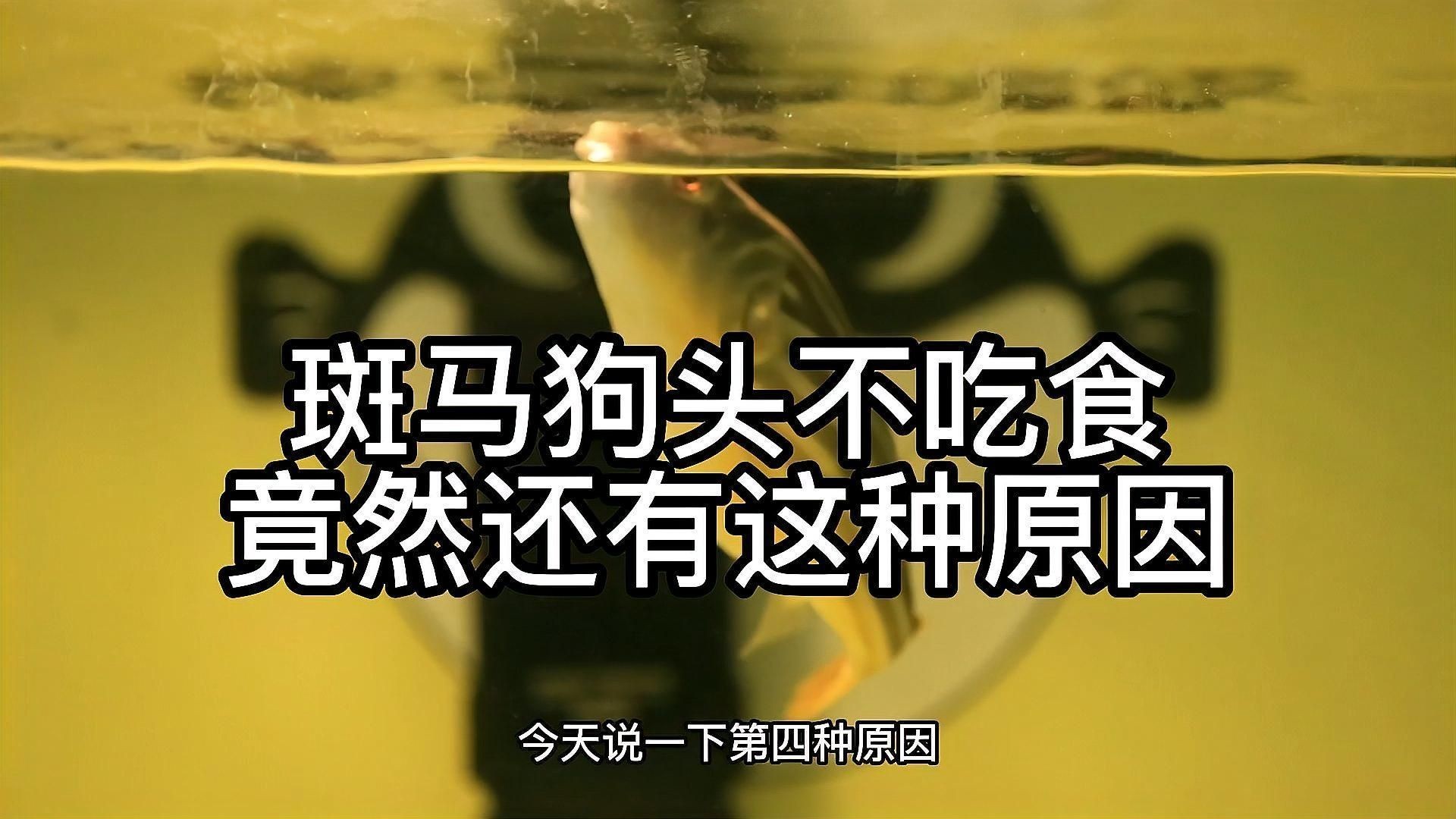 狗頭魚不吃食什么原因：斑馬狗頭魚拒食技巧