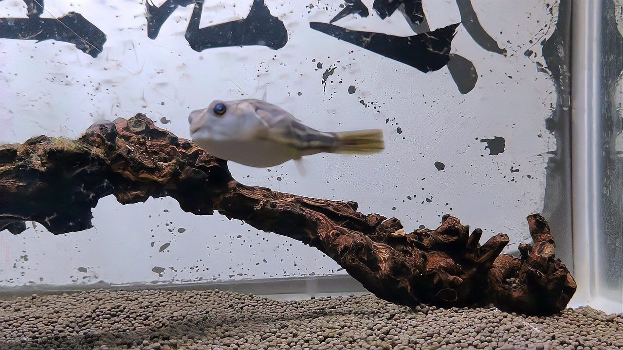 狗頭魚不吃食什么原因：斑馬狗頭魚拒食技巧