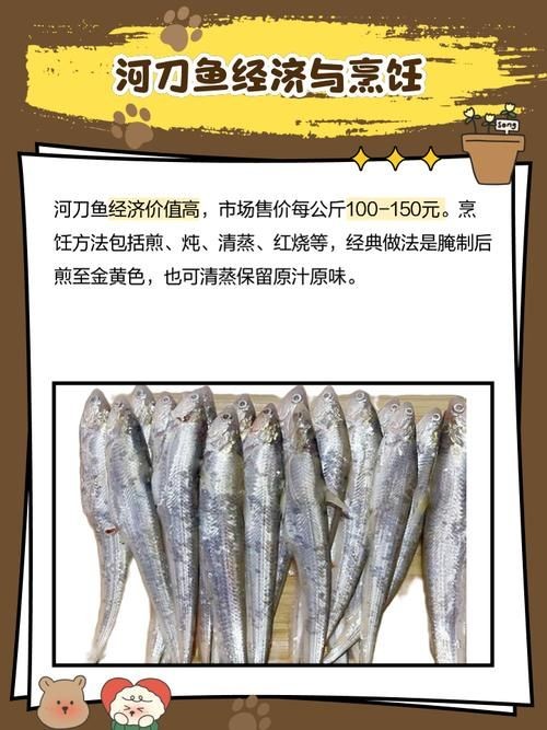 河刀魚圖片：河刀魚,人間珍品溫柔淑女
