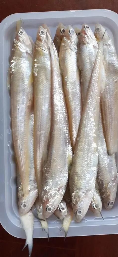 河刀魚圖片：河刀魚,人間珍品溫柔淑女
