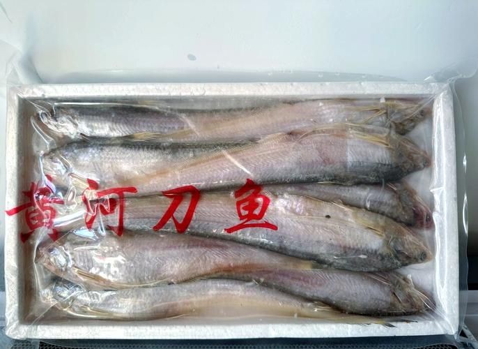 河刀魚圖片：河刀魚,人間珍品溫柔淑女
