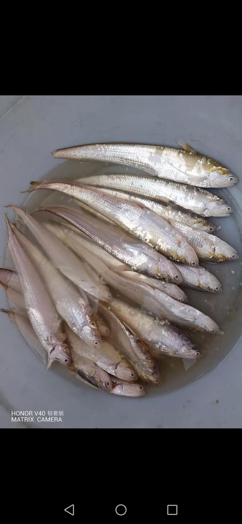 河刀魚圖片：河刀魚,人間珍品溫柔淑女
