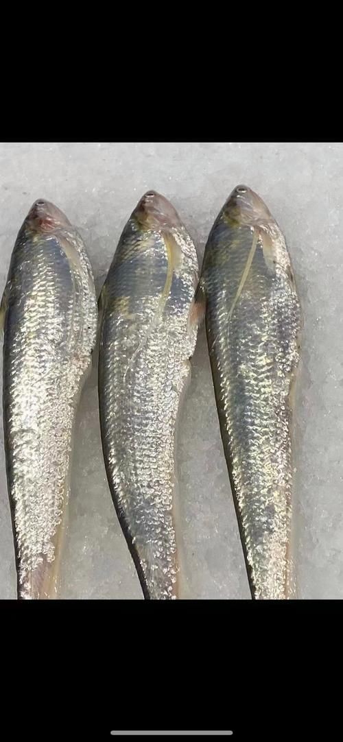 河刀魚圖片：河刀魚,人間珍品溫柔淑女