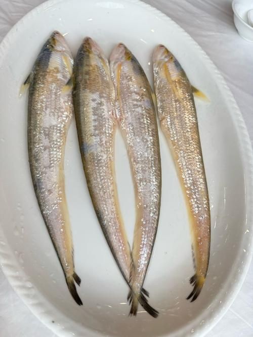 河刀魚圖片：河刀魚,人間珍品溫柔淑女