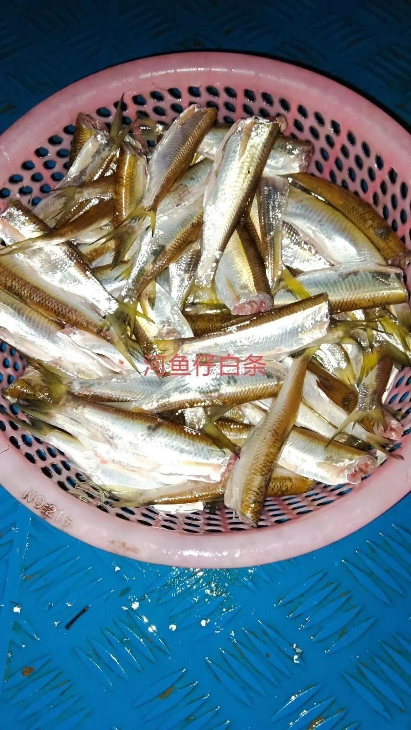 河刀魚圖片：河刀魚,人間珍品溫柔淑女