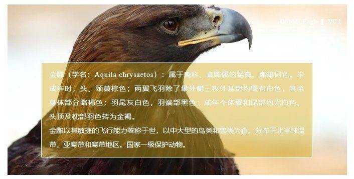 金雕圖片最大：“猛禽之王”金雕高清圖片集及相關特征集及相關特征