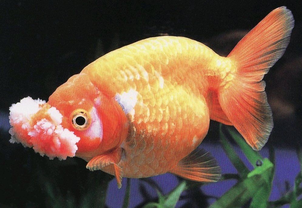 金老虎魚壽命一覽表：金老虎魚平均壽命可達8至12年部分個體甚至能存活15年以上