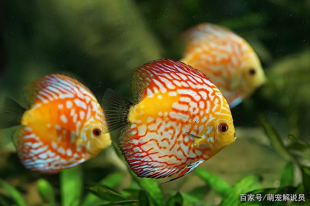 金老虎魚壽命一覽表：金老虎魚平均壽命可達8至12年部分個體甚至能存活15年以上