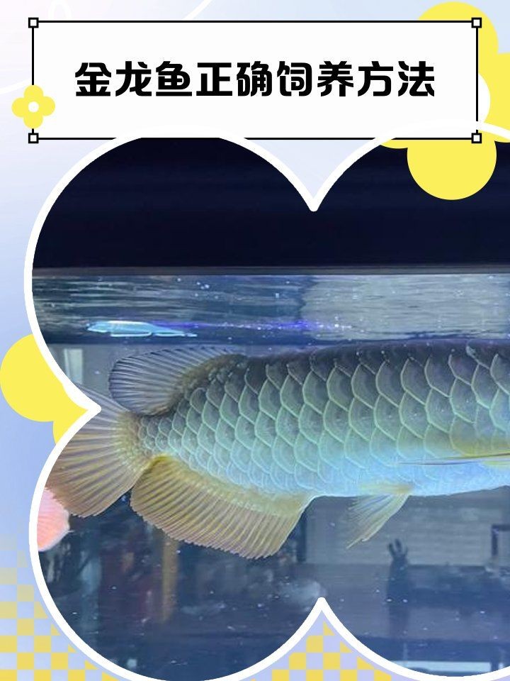 古典過(guò)背金龍用白底黑背景缸養(yǎng)：古典過(guò)背金龍的飼養(yǎng)方法