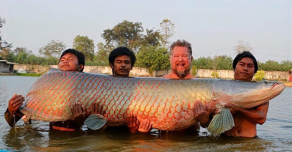 巨骨舌魚有天敵嗎：亞馬遜河流域頂級巨骨舌魚捕食未成年巨骨舌魚主要天敵