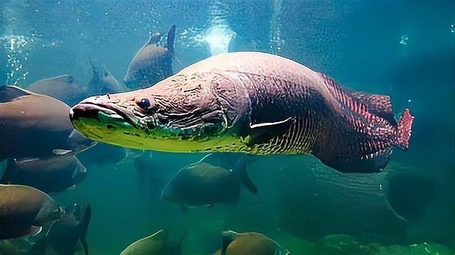 巨骨舌魚有天敵嗎：亞馬遜河流域頂級巨骨舌魚捕食未成年巨骨舌魚主要天敵