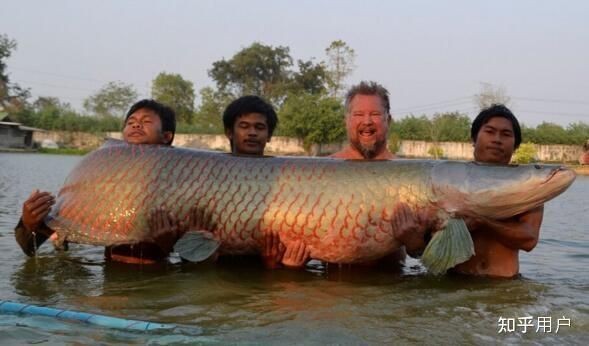 巨骨舌魚有天敵嗎：亞馬遜河流域頂級巨骨舌魚捕食未成年巨骨舌魚主要天敵