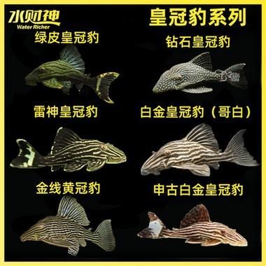 皇冠豹魚圖片：大頭們異型魚皇冠豹