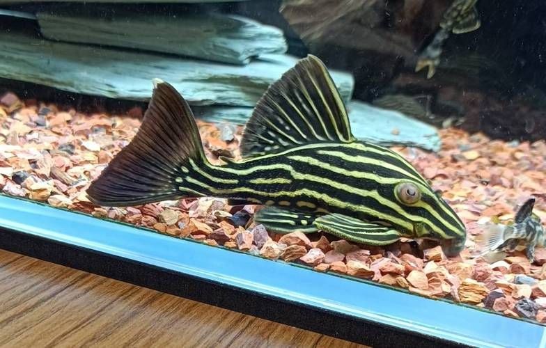 皇冠豹魚圖片：大頭們異型魚皇冠豹