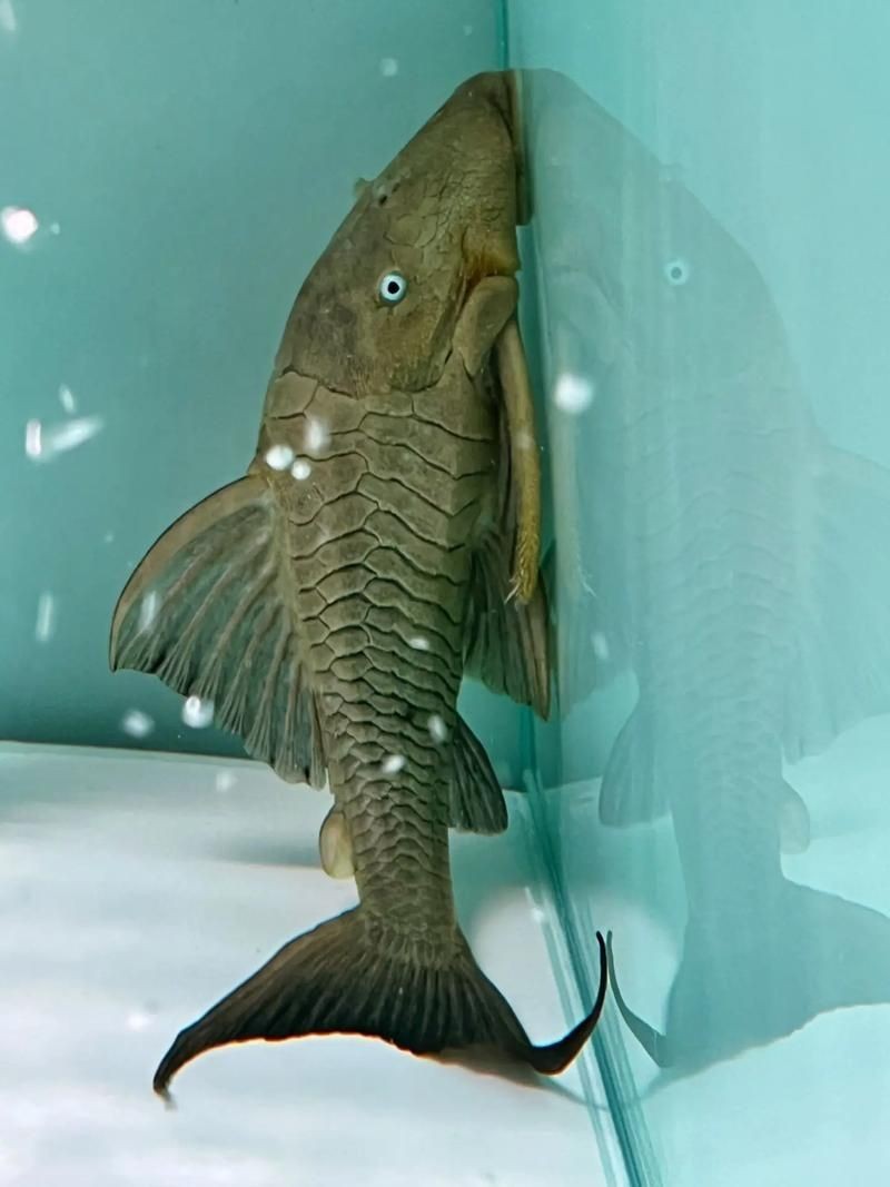 皇冠豹魚圖片：大頭們異型魚皇冠豹