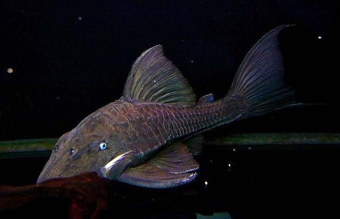 皇冠豹魚圖片：大頭們異型魚皇冠豹