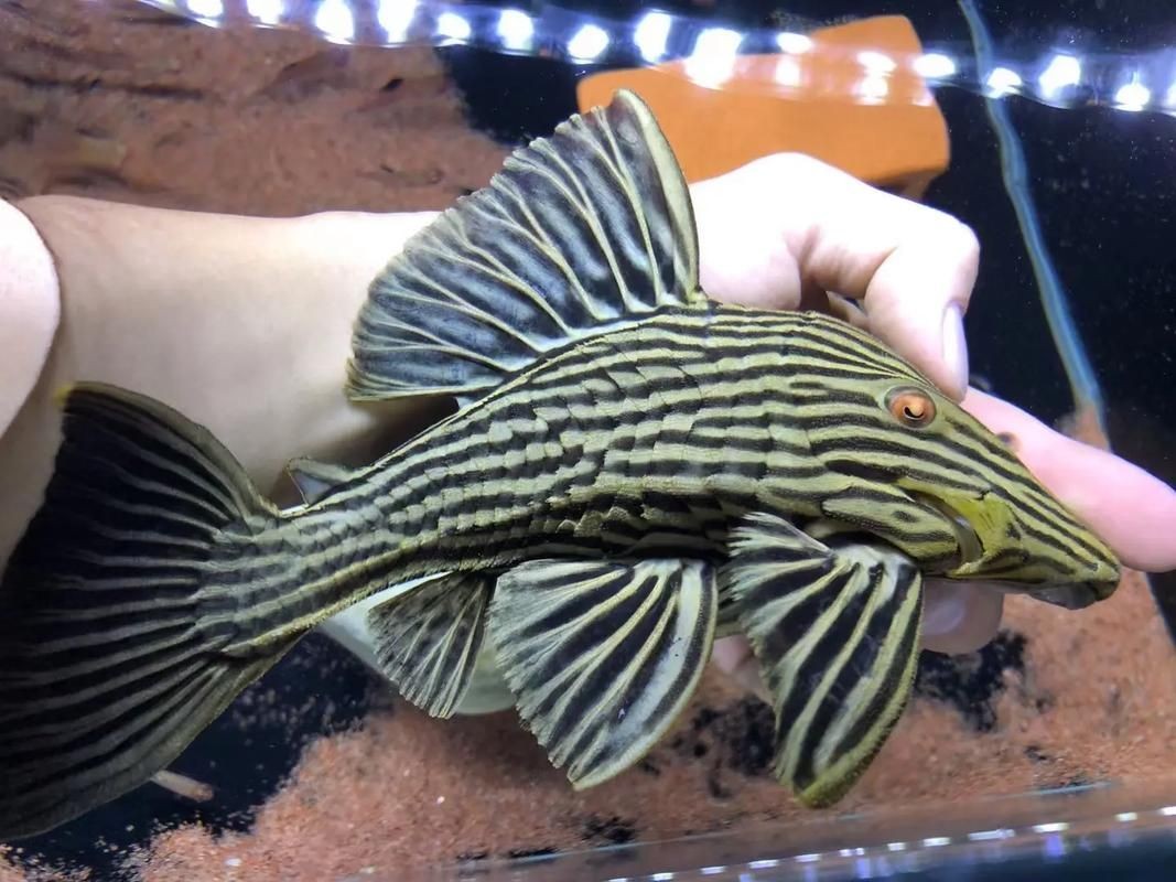 皇冠豹魚圖片：大頭們異型魚皇冠豹
