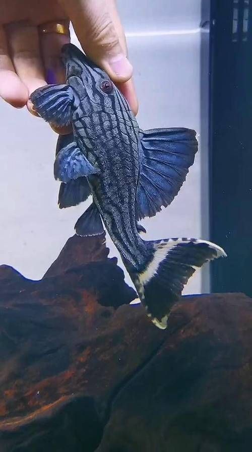 皇冠豹魚圖片：大頭們異型魚皇冠豹