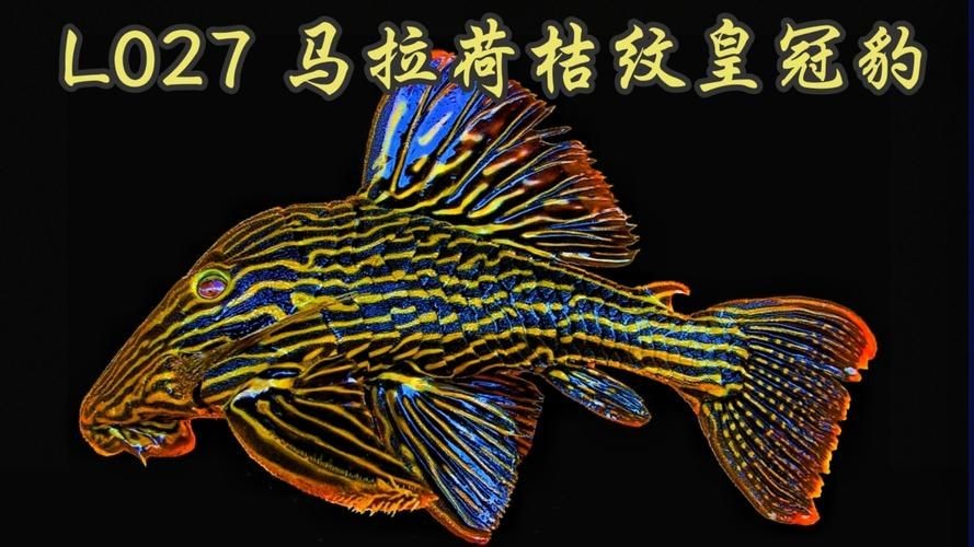 皇冠豹魚圖片：大頭們異型魚皇冠豹