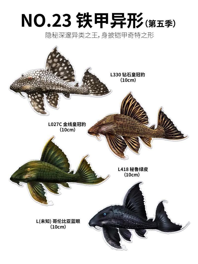 皇冠豹魚圖片：大頭們異型魚皇冠豹
