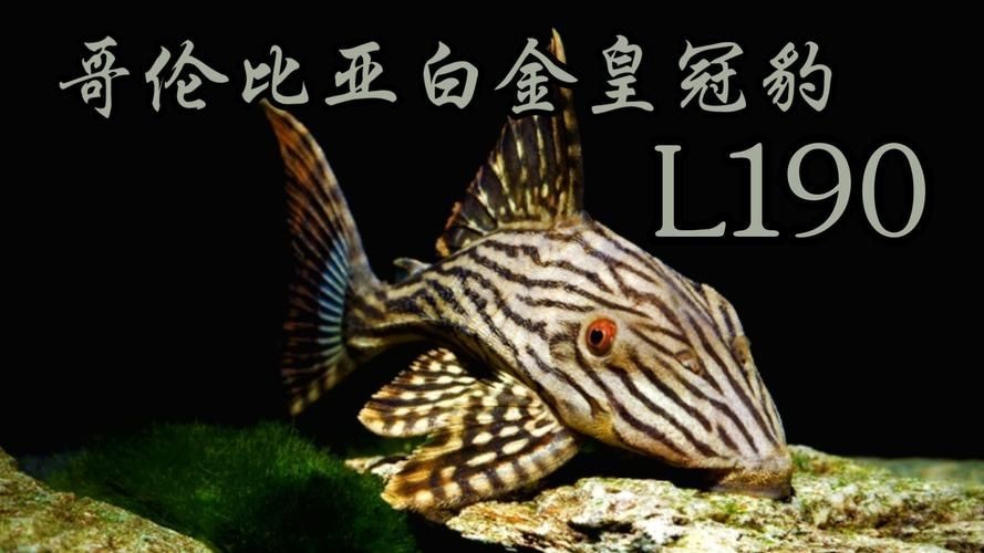 有哪些方法可以判斷五華龍魚是否新鮮，五華龍魚是否新鮮，可以通過以下幾種方法判斷五華龍魚是否新鮮