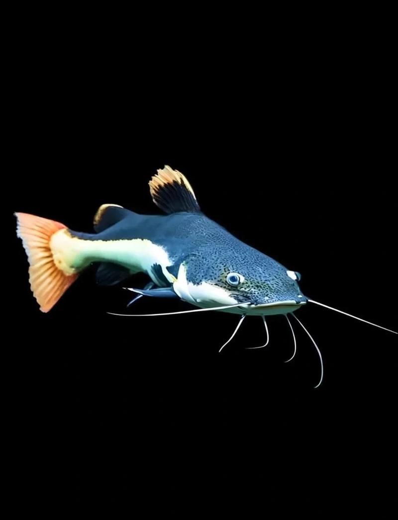 狗仔鯨招財貓魚紅尾鯰：淡水魚類——紅尾鯰（俗稱“招財貓魚”