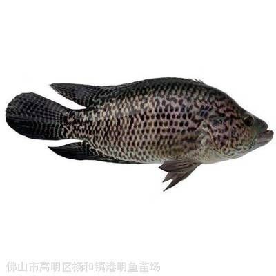 揭陽水族批發市場：揭陽水族批發市場綜合信息