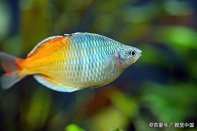 一個魚缸里能混養幾種魚：小魚缸養幾條魚最合適從選魚到養護全攻略
