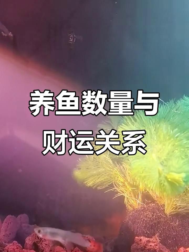 九條魚最建議買的顏色：九條魚的顏色選擇