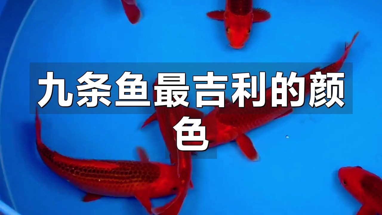 九條魚最建議買的顏色：九條魚的顏色選擇