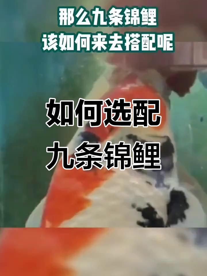 九條魚最建議買的顏色：九條魚的顏色選擇