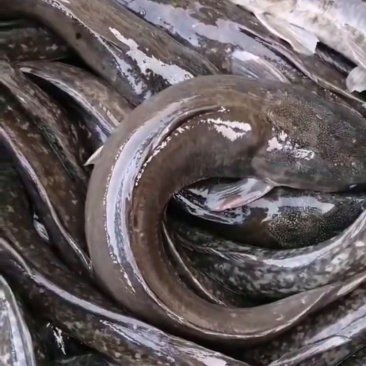 廣東埃及魚最不值錢三個地方：埃及塘鲺在廣東的價格低迷