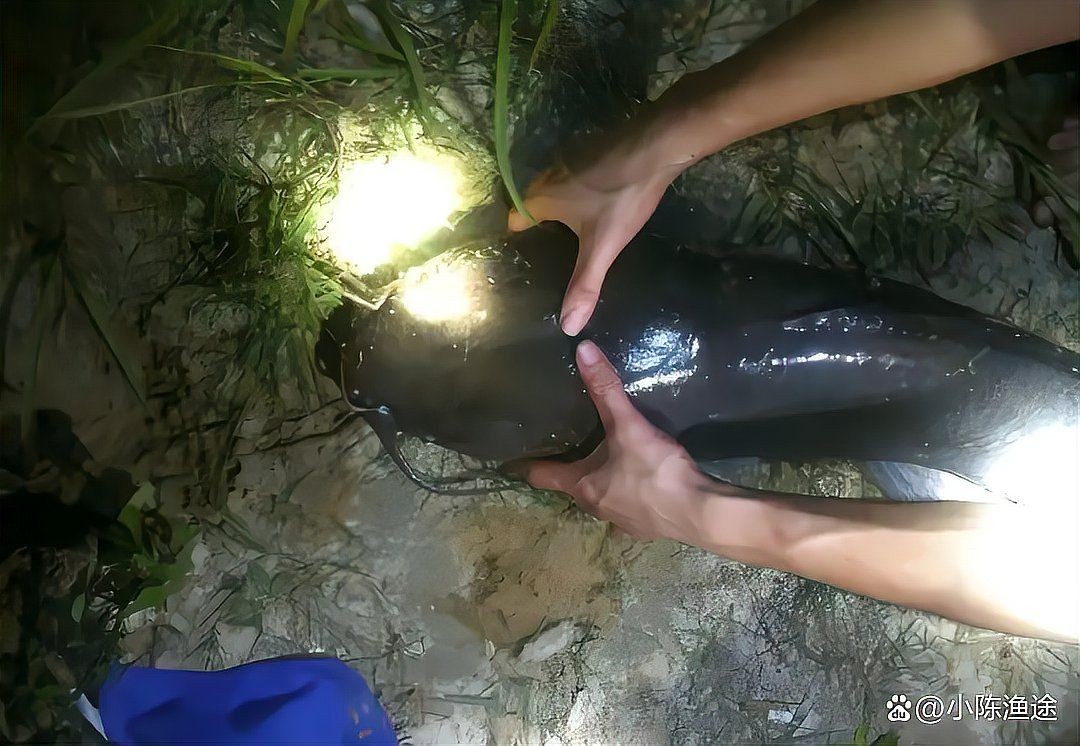 廣東埃及魚最不值錢三個地方：埃及塘鲺在廣東的價格低迷