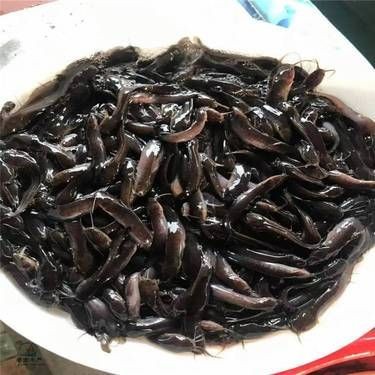 廣東埃及魚最不值錢三個地方：埃及塘鲺在廣東的價格低迷