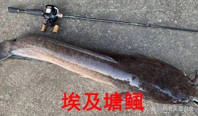 廣東埃及魚最不值錢三個地方：埃及塘鲺在廣東的價格低迷